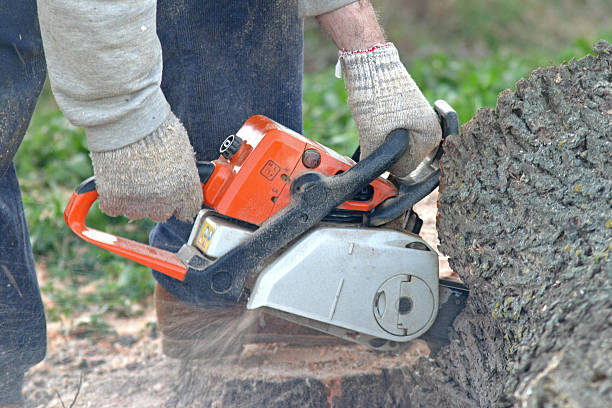 Tree and Shrub Care in Huntington, TX