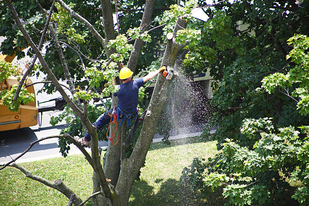 Reliable Huntington, TX Tree Care Solutions